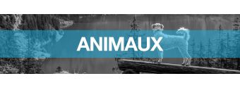 Animaux